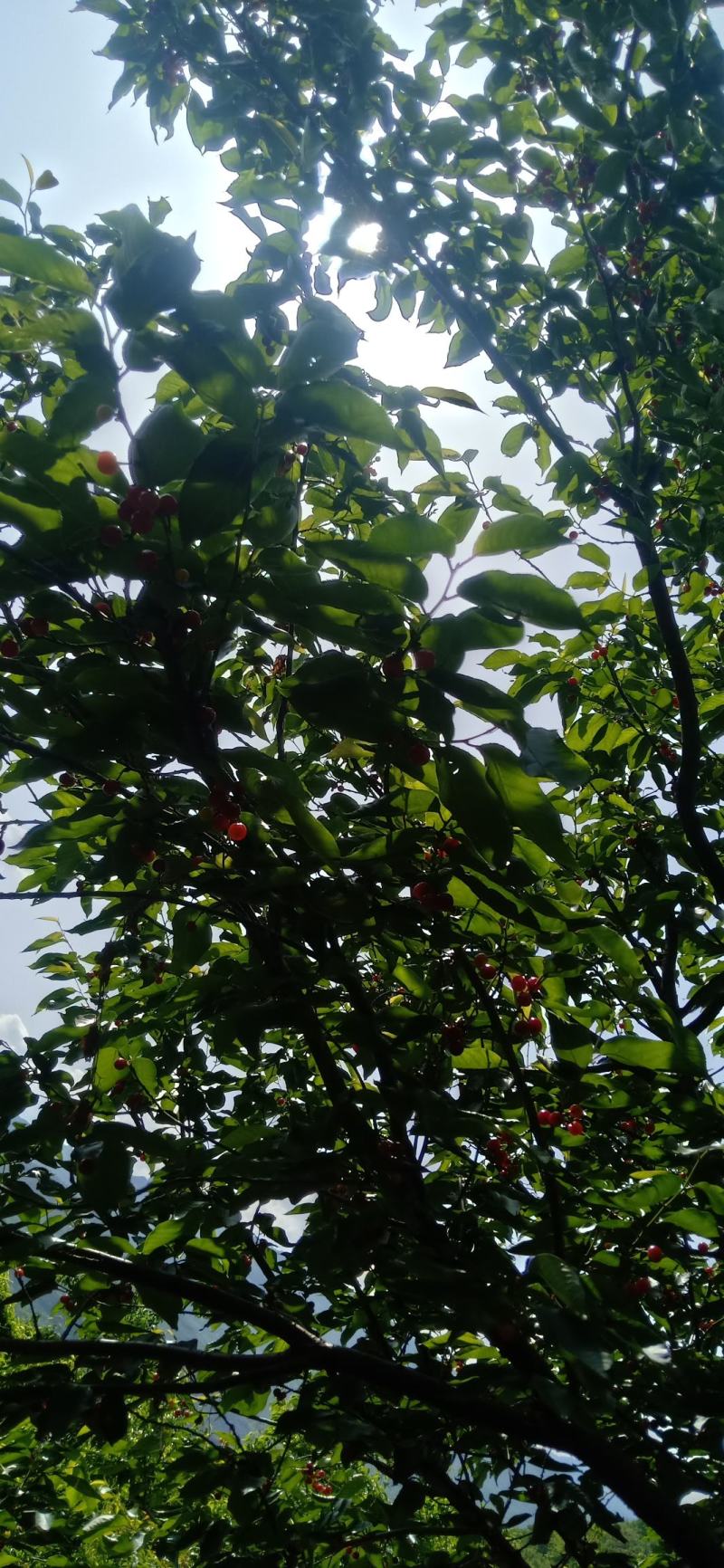 樱桃