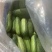 黄瓜品种优良新鲜出炉脆嫩
