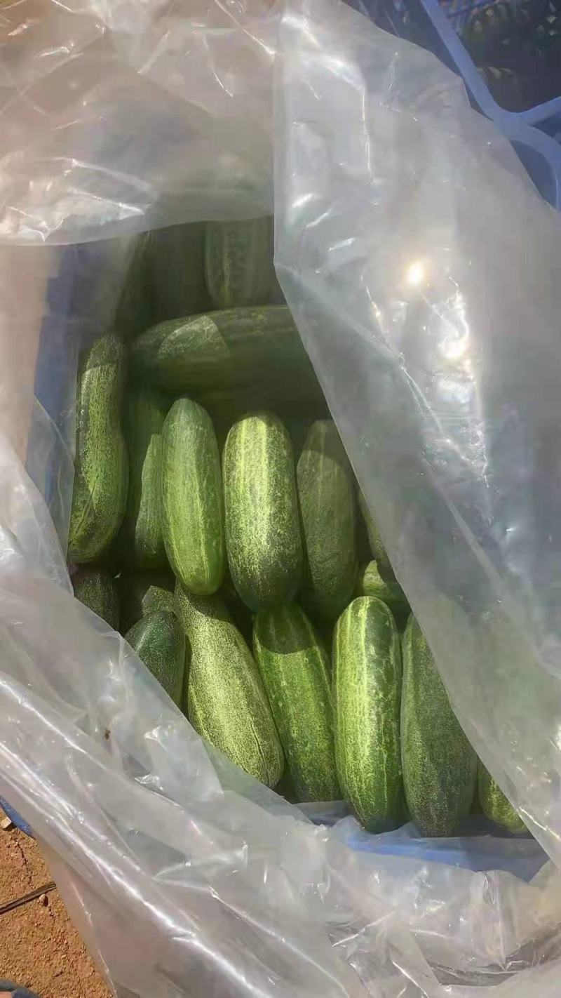 黄瓜品种优良新鲜出炉脆嫩