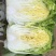 黄心白菜，货源充足，价格实惠，欢迎客商电话咨询