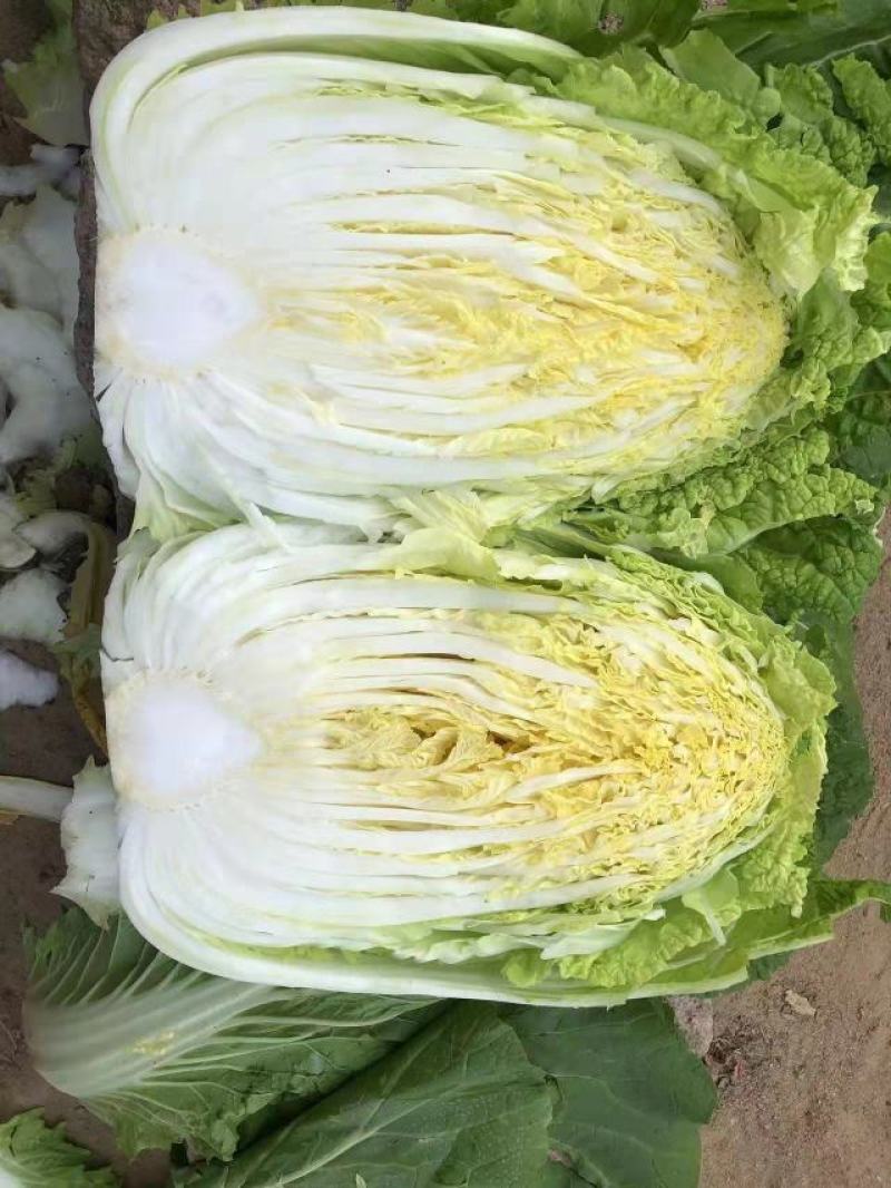 黄心白菜，货源充足，价格实惠，欢迎客商电话咨询
