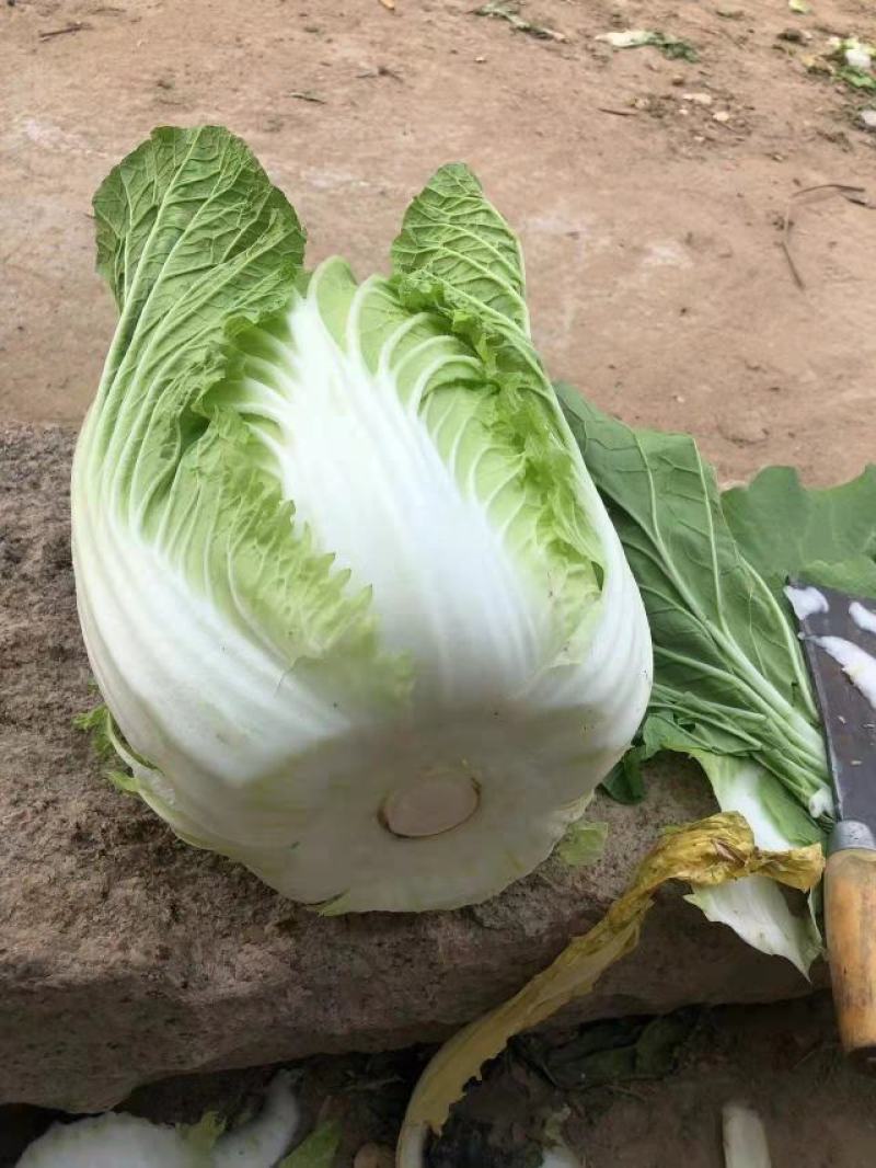 黄心白菜，货源充足，价格实惠，欢迎客商电话咨询