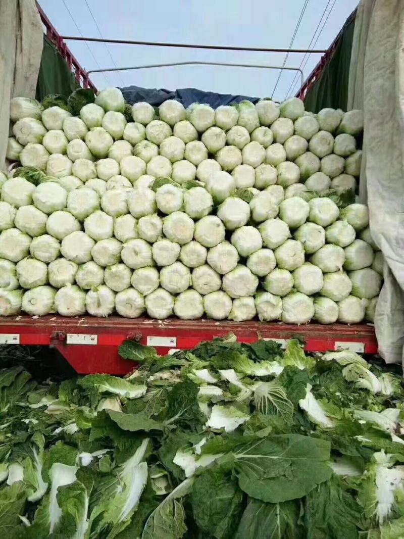 黄心白菜，货源充足，价格实惠，欢迎客商电话咨询