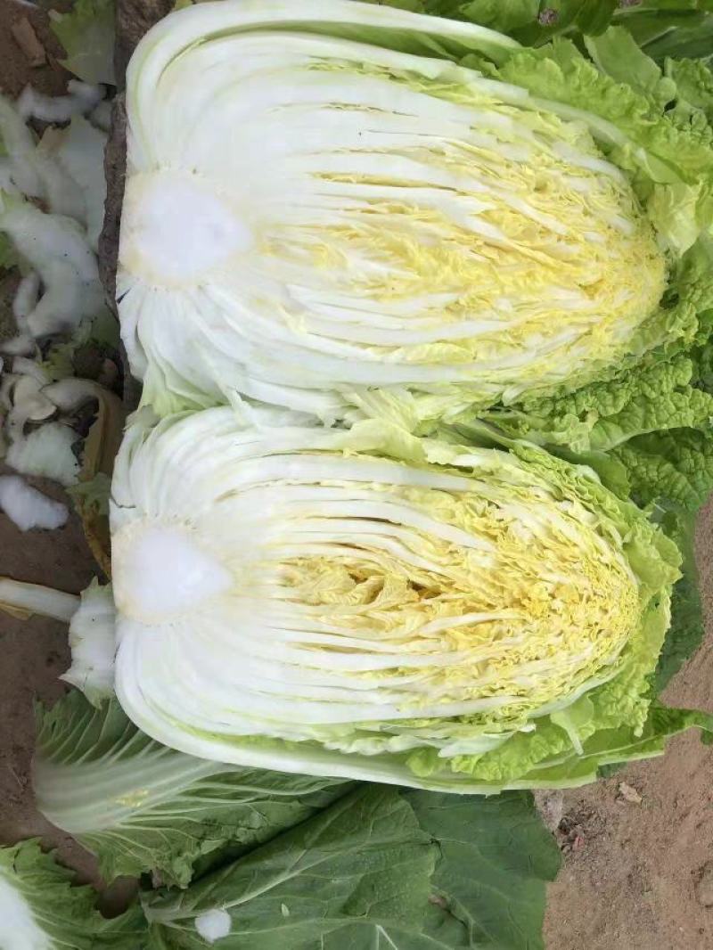 黄心白菜，货源充足，价格实惠，欢迎客商电话咨询