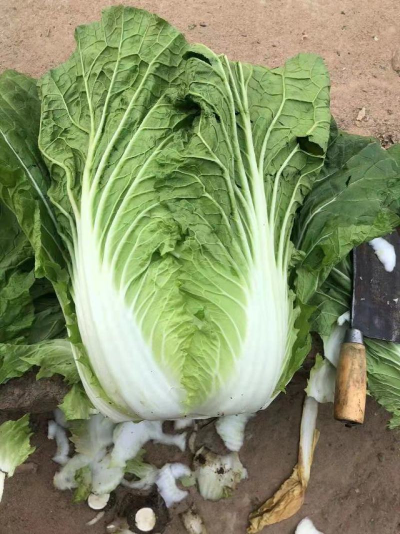 黄心白菜，货源充足，价格实惠，欢迎客商电话咨询