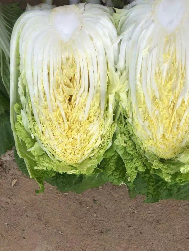 黄心白菜，货源充足，价格实惠，欢迎客商电话咨询