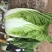 黄心白菜，货源充足，价格实惠，欢迎客商电话咨询
