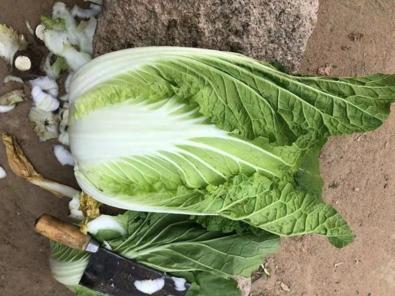 黄心白菜，货源充足，价格实惠，欢迎客商电话咨询