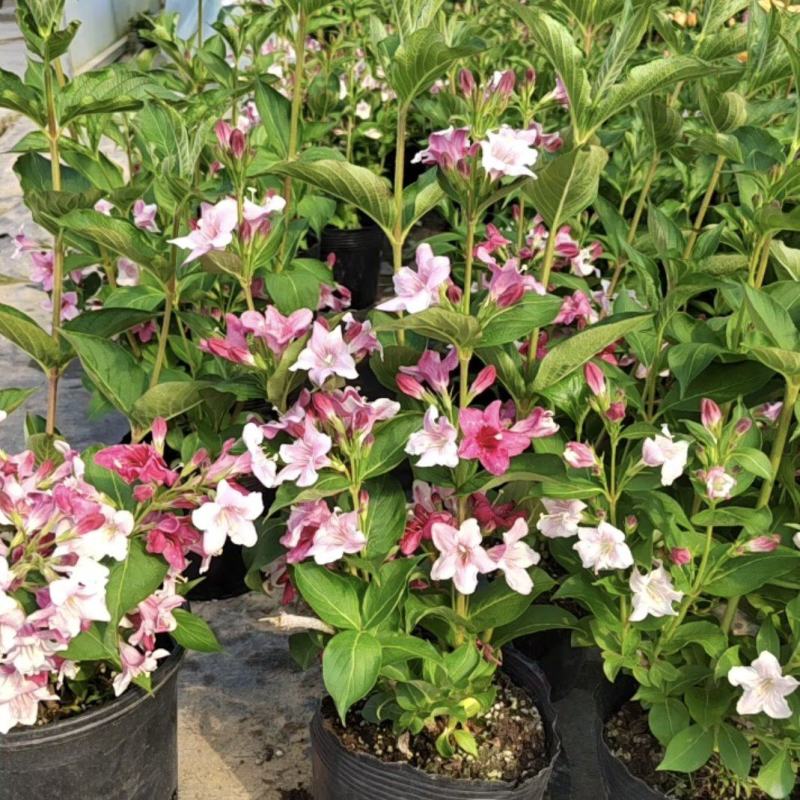五彩锦带花树苗红王子锦带花卉苗四季开花好养客厅庭院耐寒热