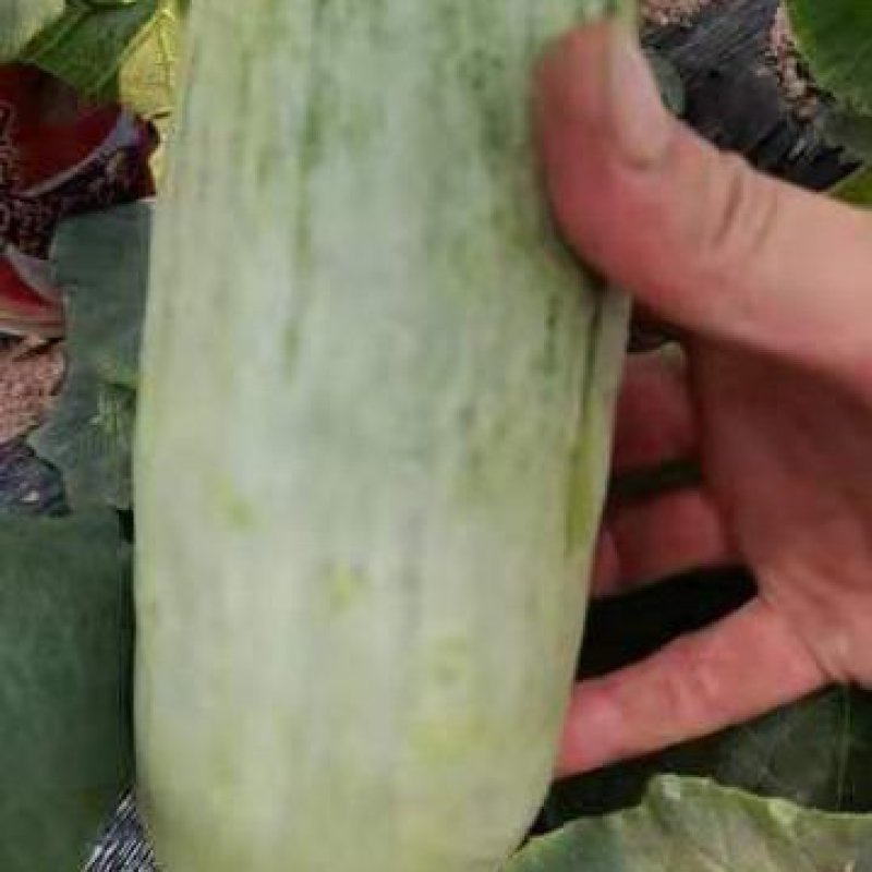 羊角蜜甜瓜，大量供应上货量大，瓜肉鲜嫩可口