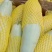 羊角蜜甜瓜，大量供应上货量大，瓜肉鲜嫩可口