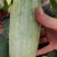 羊角蜜甜瓜，大量供应上货量大，瓜肉鲜嫩可口