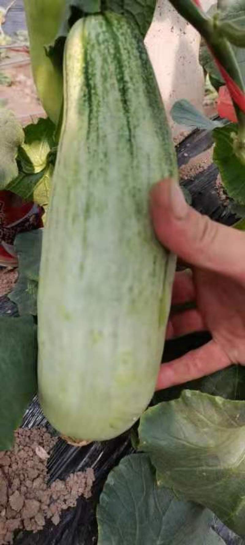 羊角蜜甜瓜，大量供应上货量大，瓜肉鲜嫩可口