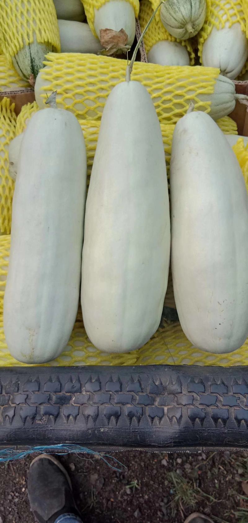 羊角蜜甜瓜，大量供应上货量大，瓜肉鲜嫩可口