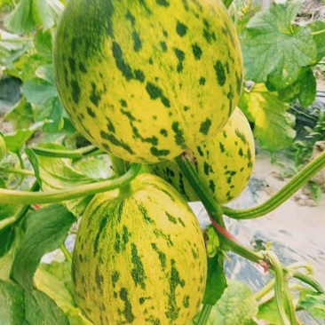 花香蜜甜瓜，产地直供，现场采摘，瓜肉香甜，