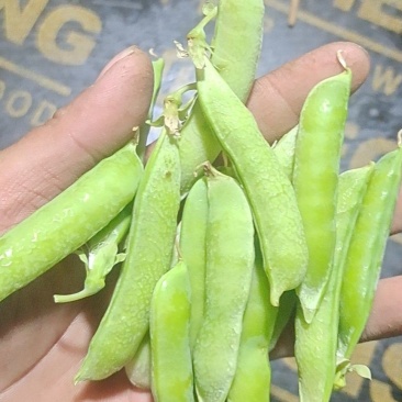 老豌豆荚