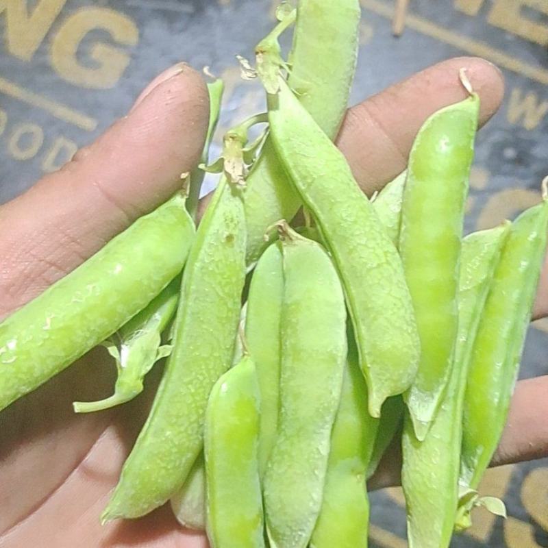 老豌豆荚