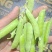 老豌豆荚