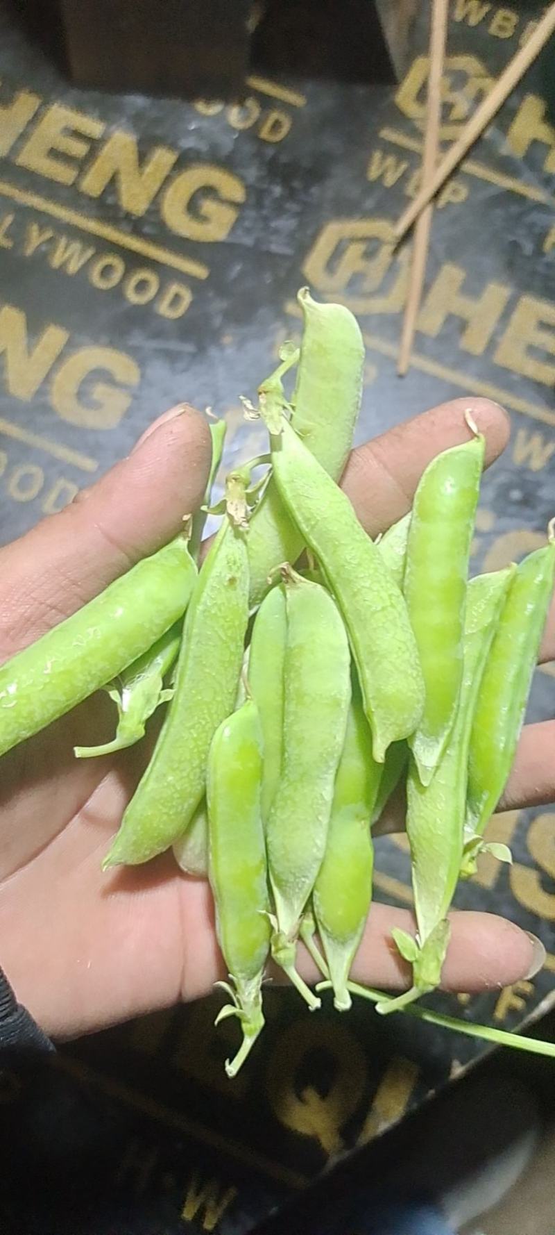 老豌豆荚