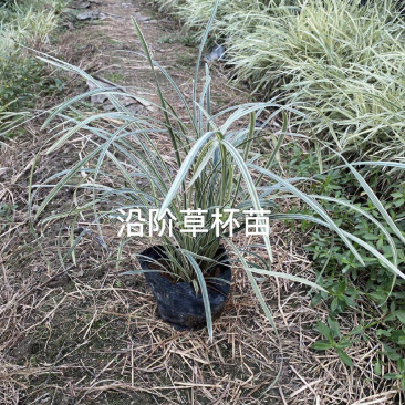 福建漳州沿阶草自产自销苗木种植基地长期供应大小规格齐全