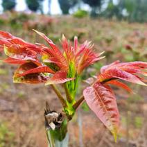 冬椿五号红油香椿苗.一年四季都可以采摘.天天都有香椿吃！