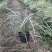 福建漳州沿阶草自产自销苗木种植基地长期供应大小规格齐全