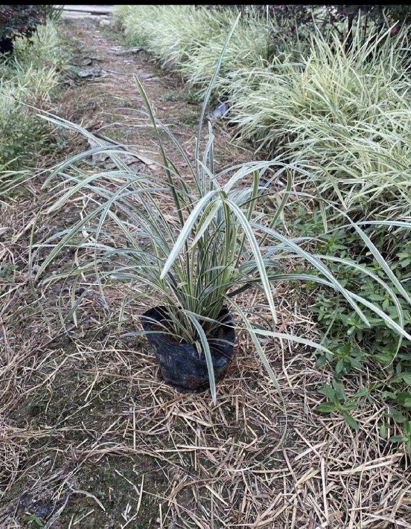 福建漳州沿阶草自产自销苗木种植基地长期供应大小规格齐全