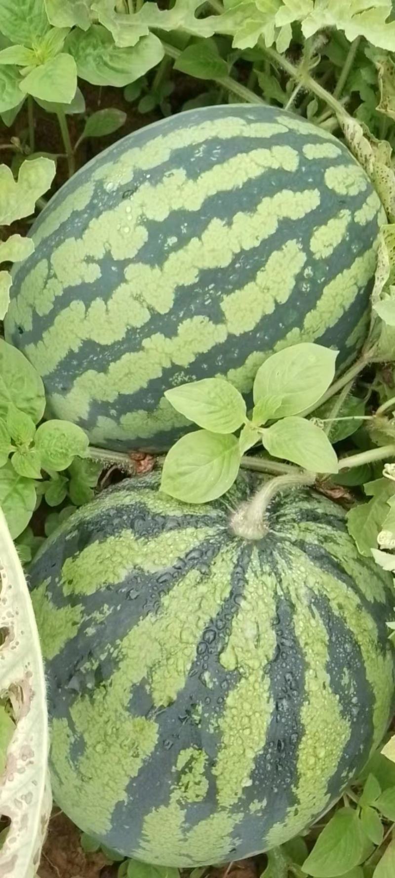 花瓜和黑美人