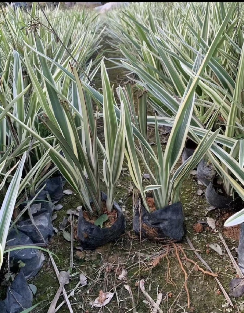 福建漳州沿阶草自产自销苗木种植基地长期供应大小规格齐全