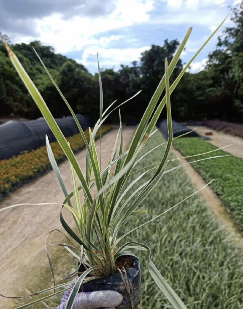 福建漳州沿阶草自产自销苗木种植基地长期供应大小规格齐全