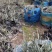 福建漳州沿阶草自产自销苗木种植基地长期供应大小规格齐全