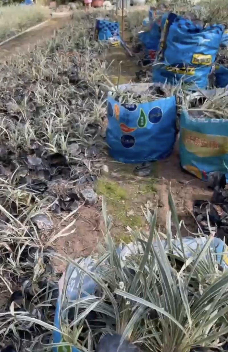 福建漳州沿阶草自产自销苗木种植基地长期供应大小规格齐全