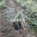 福建漳州沿阶草自产自销苗木种植基地长期供应大小规格齐全