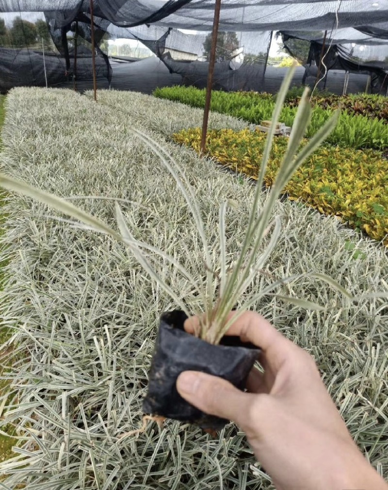 福建漳州沿阶草自产自销苗木种植基地长期供应大小规格齐全