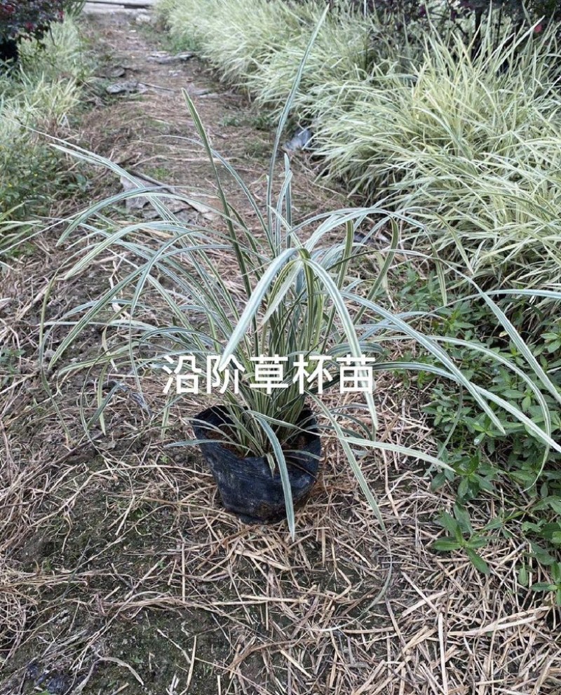 福建漳州沿阶草自产自销苗木种植基地长期供应大小规格齐全