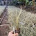 福建漳州沿阶草自产自销苗木种植基地长期供应大小规格齐全