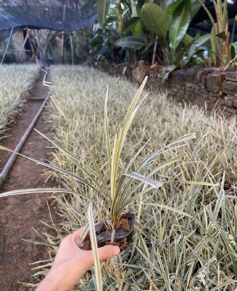 福建漳州沿阶草自产自销苗木种植基地长期供应大小规格齐全