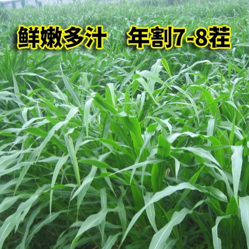 墨西哥玉米草种籽高产牧草合适鸡鸭鹅猪鱼兔各种畜禽