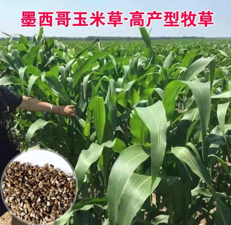 墨西哥玉米草种籽高产牧草合适鸡鸭鹅猪鱼兔各种畜禽