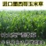 墨西哥玉米草种籽高产牧草合适鸡鸭鹅猪鱼兔各种畜禽