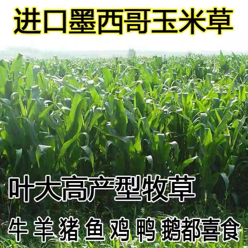 墨西哥玉米草种籽高产牧草合适鸡鸭鹅猪鱼兔各种畜禽