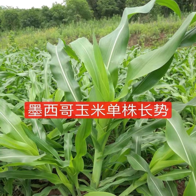 墨西哥玉米草种籽高产牧草合适鸡鸭鹅猪鱼兔各种畜禽