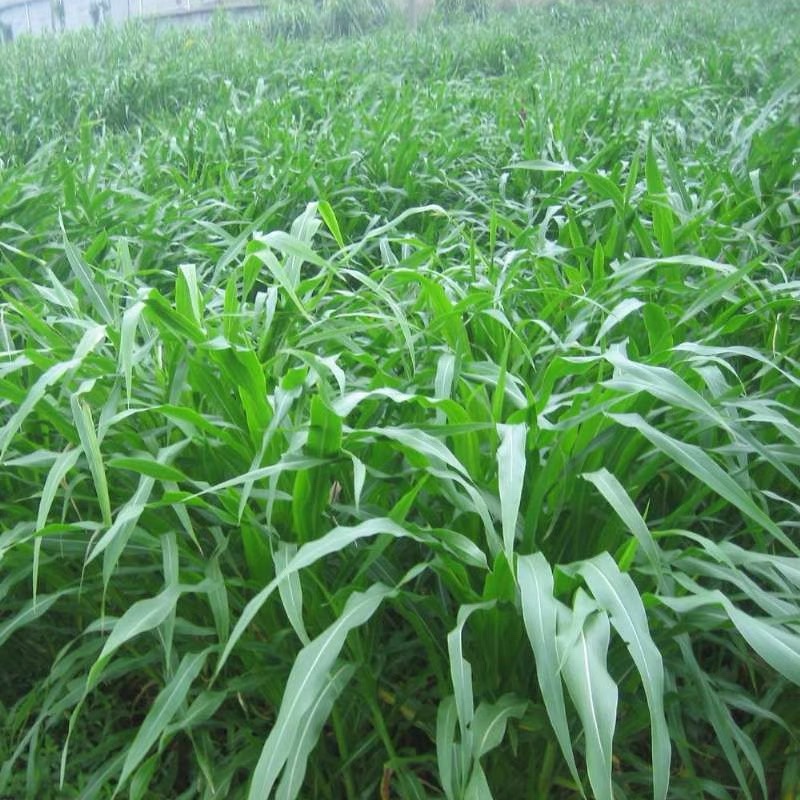 墨西哥玉米草种籽高产牧草合适鸡鸭鹅猪鱼兔各种畜禽