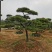 苗圃批发精品移植黑松造型黑松临水黑松长飘黑松庭院景观黑松