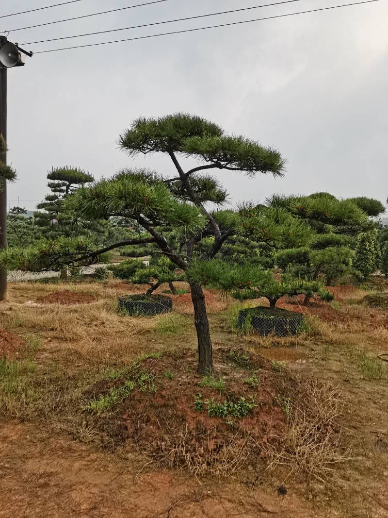 苗圃批发精品移植黑松造型黑松临水黑松长飘黑松庭院景观黑松