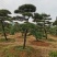 苗圃批发精品移植黑松造型黑松临水黑松长飘黑松庭院景观黑松