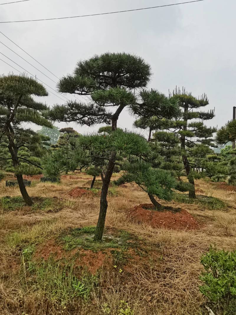 苗圃批发精品移植黑松造型黑松临水黑松长飘黑松庭院景观黑松