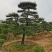 苗圃批发精品移植黑松造型黑松临水黑松长飘黑松庭院景观黑松