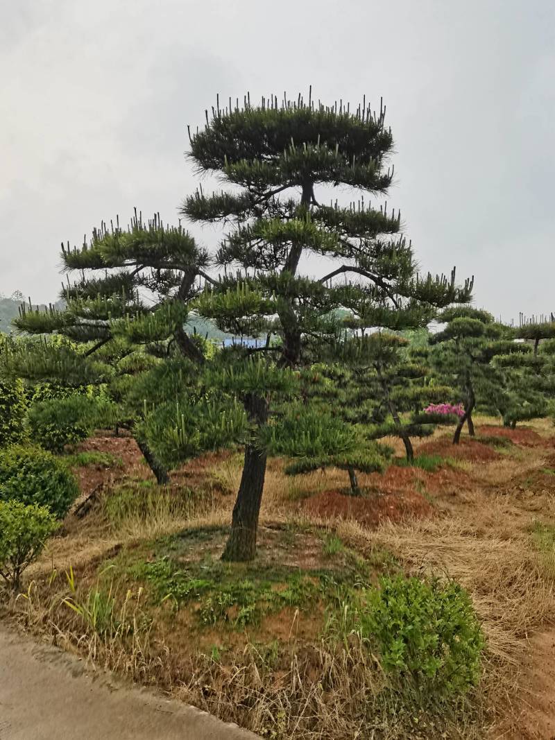 苗圃批发精品移植黑松造型黑松临水黑松长飘黑松庭院景观黑松