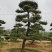 苗圃批发精品移植黑松造型黑松临水黑松长飘黑松庭院景观黑松